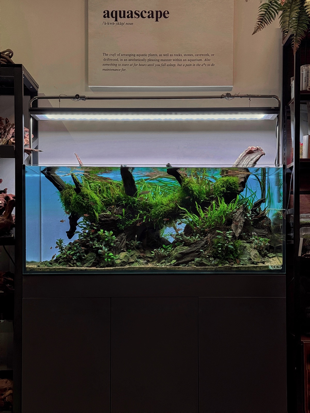 CCS Centrepiece aquascape