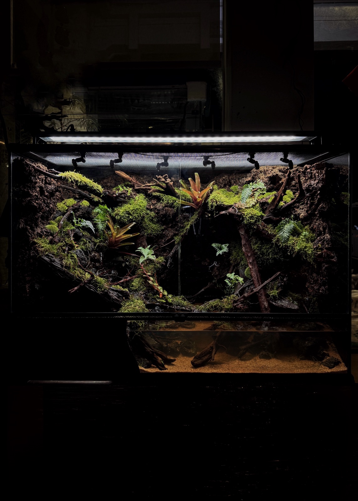 Lost paludarium
