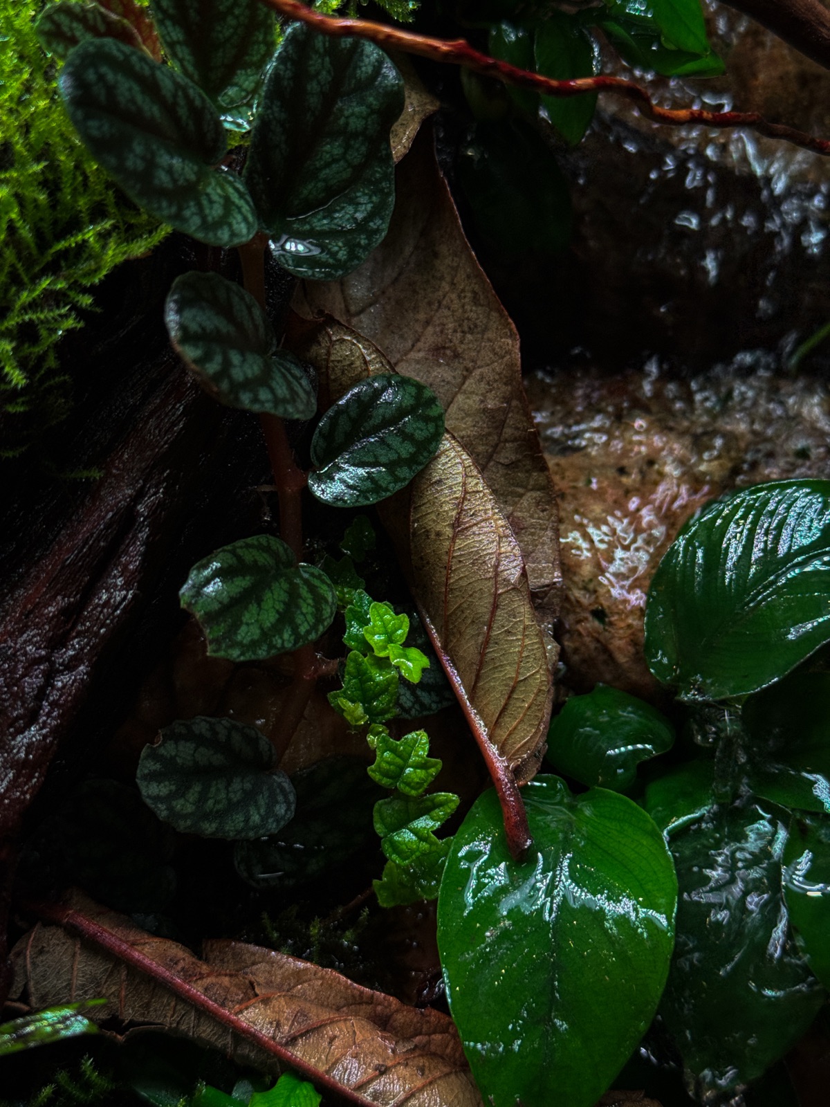 Rainforest, Up Close vivarium