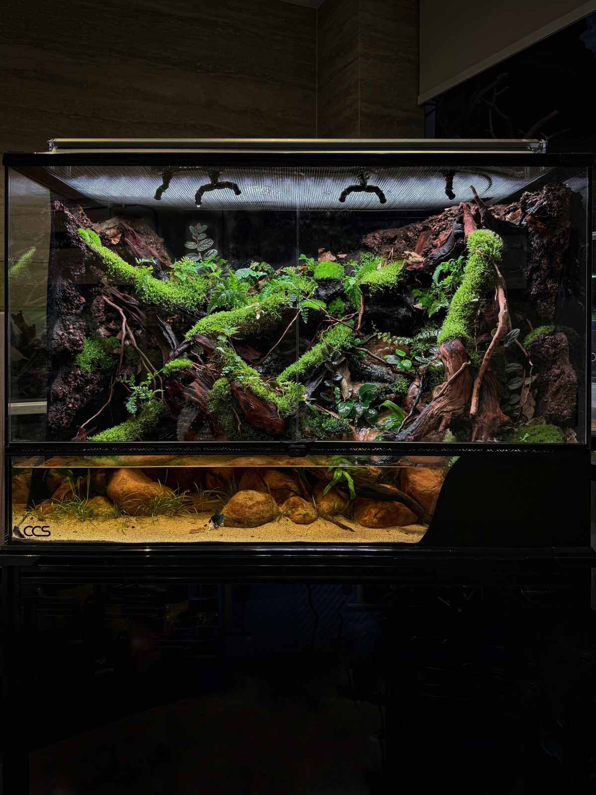 Rainforest, Up Close: detail
