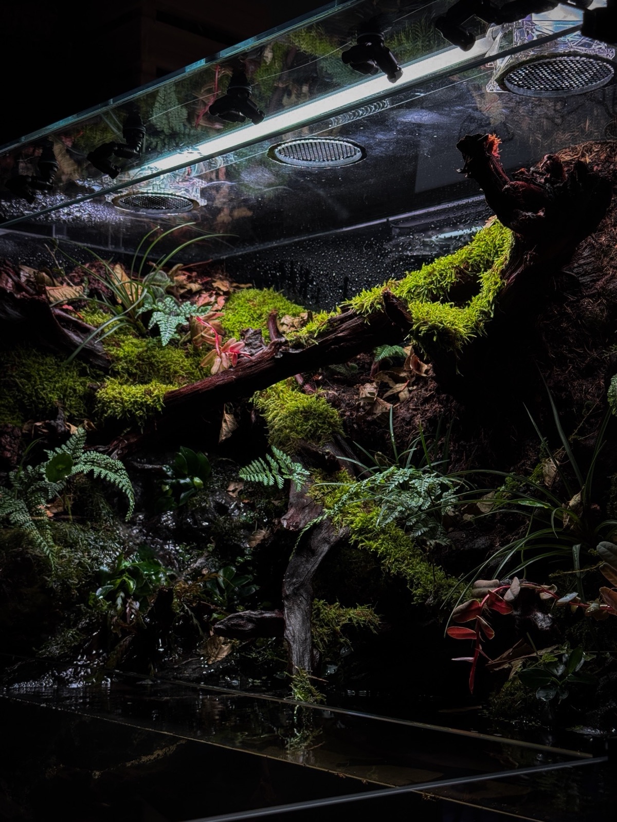 A paludarium with a built-in water feature