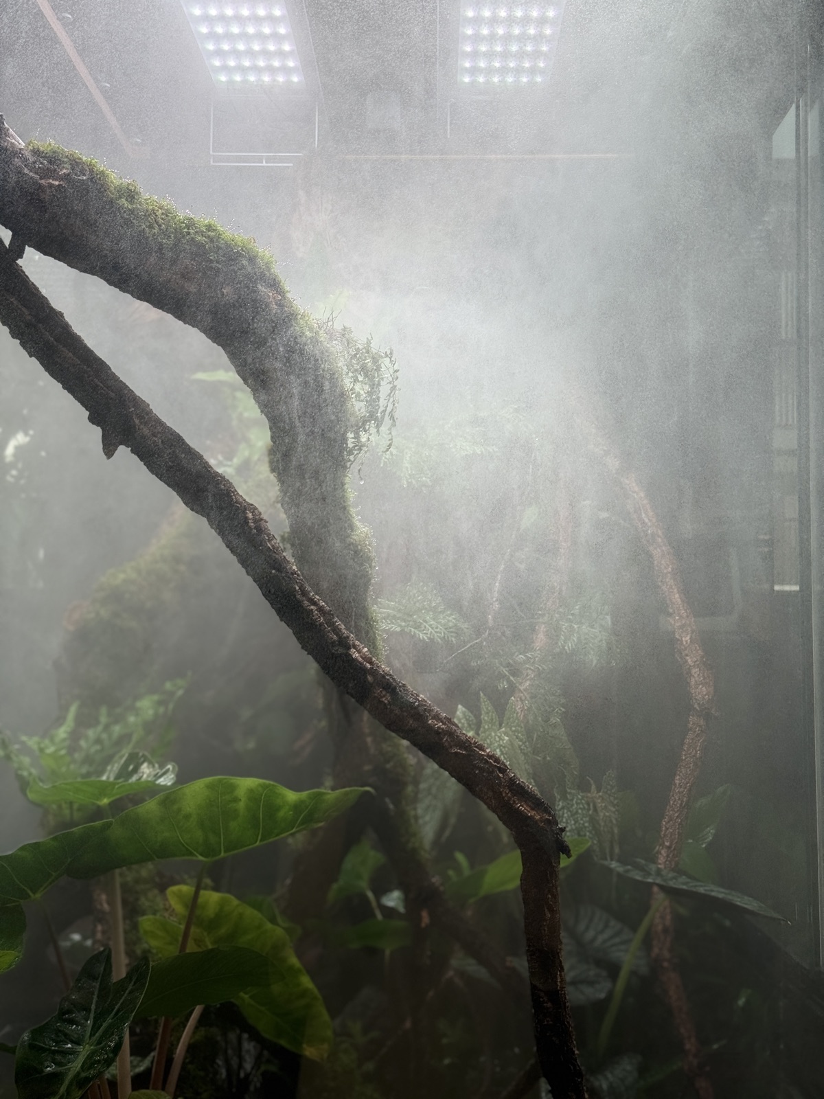 Cloud Forest: detail