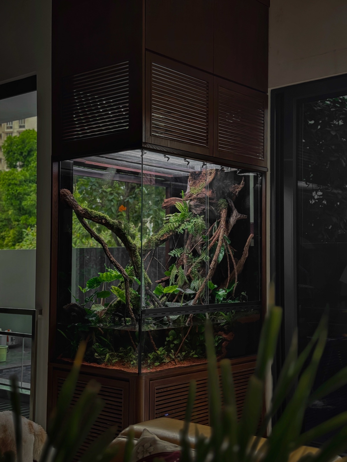Cloud Forest paludarium