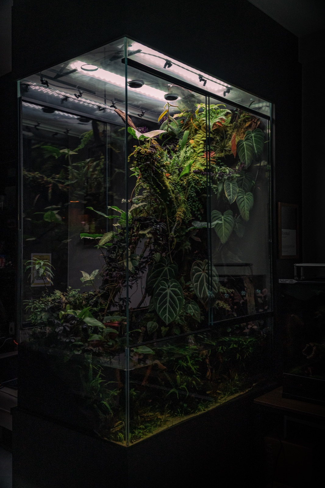 Rooted vivarium
