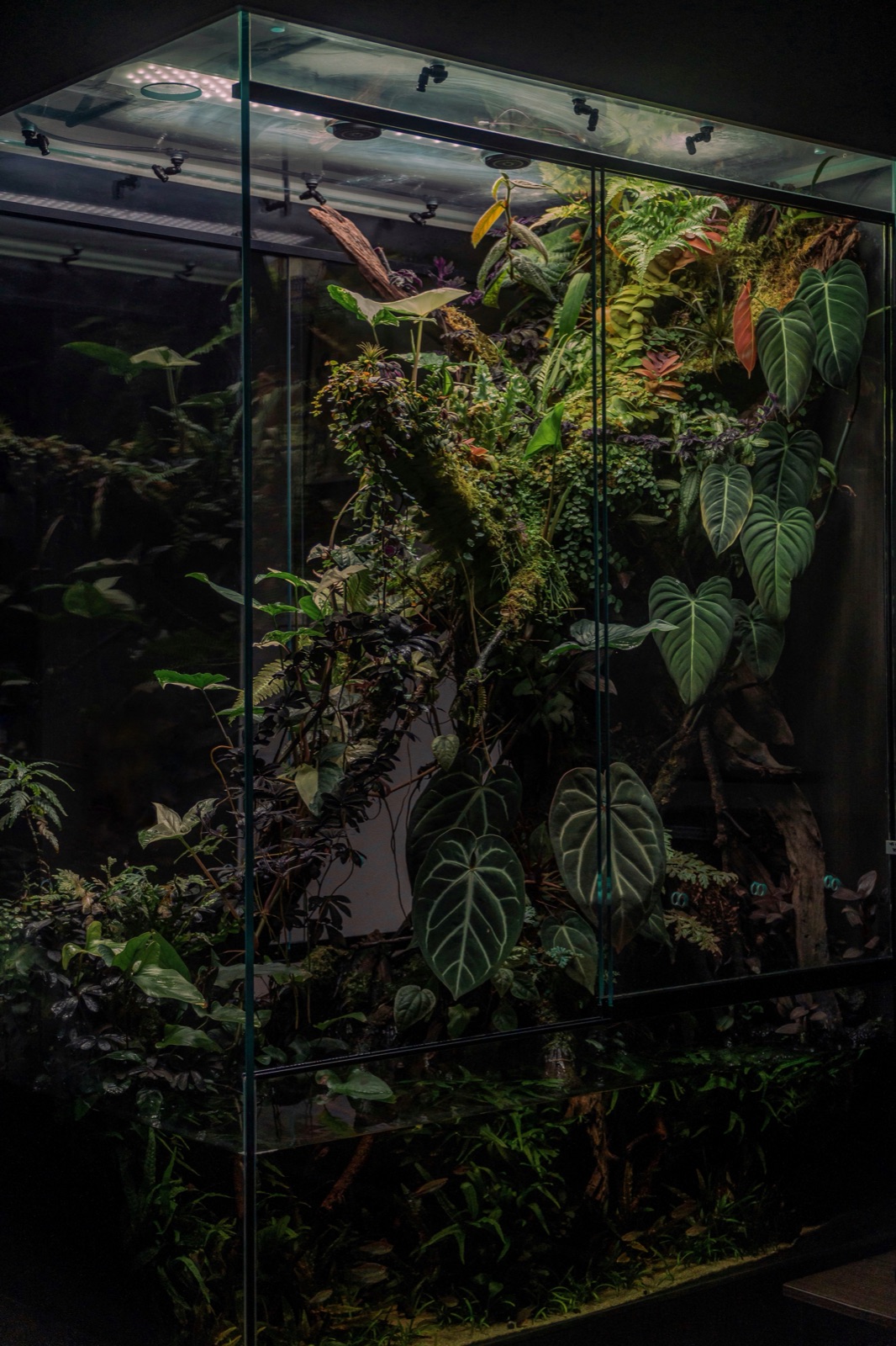 Rooted: detail