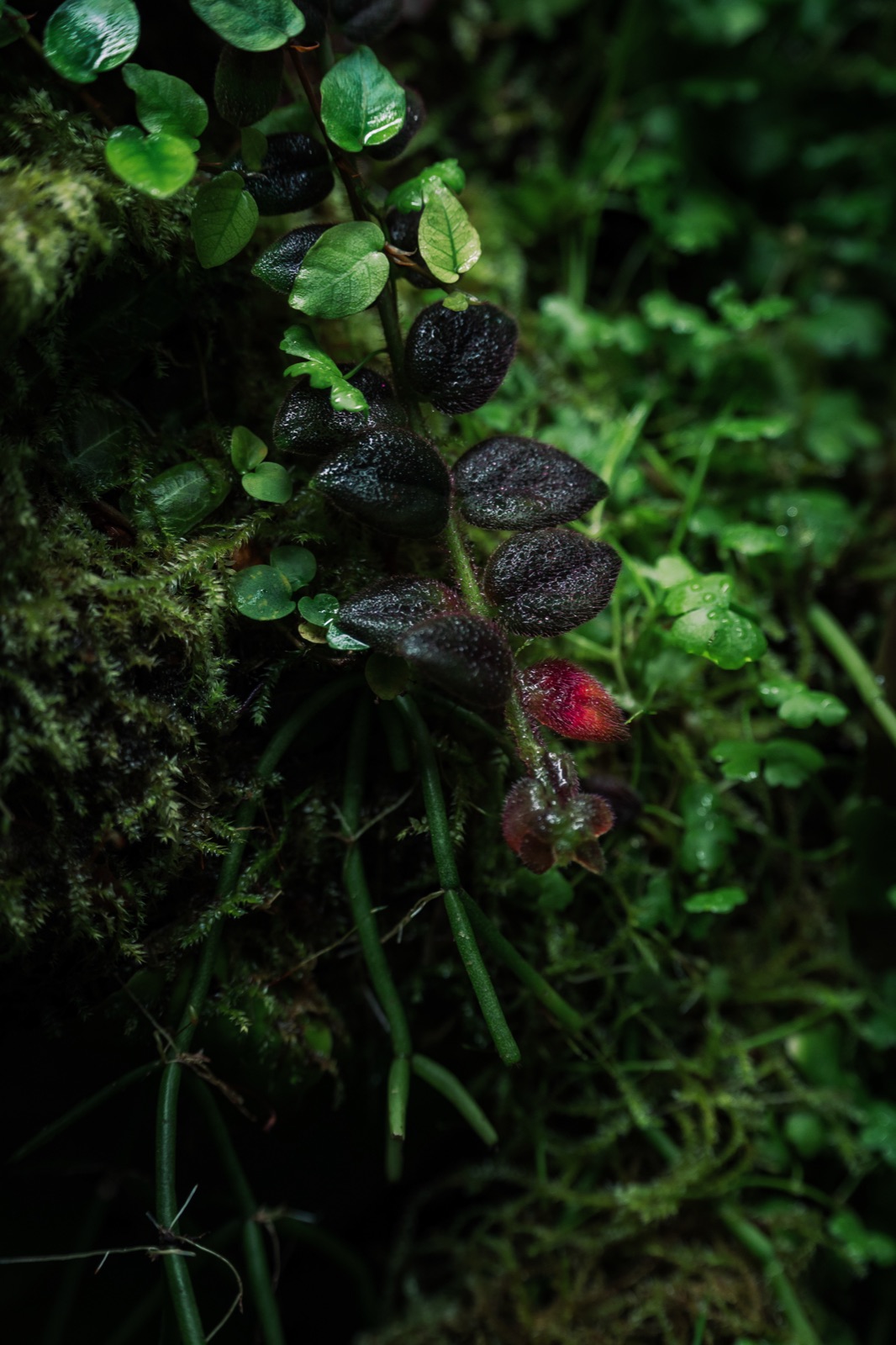Rooted: detail