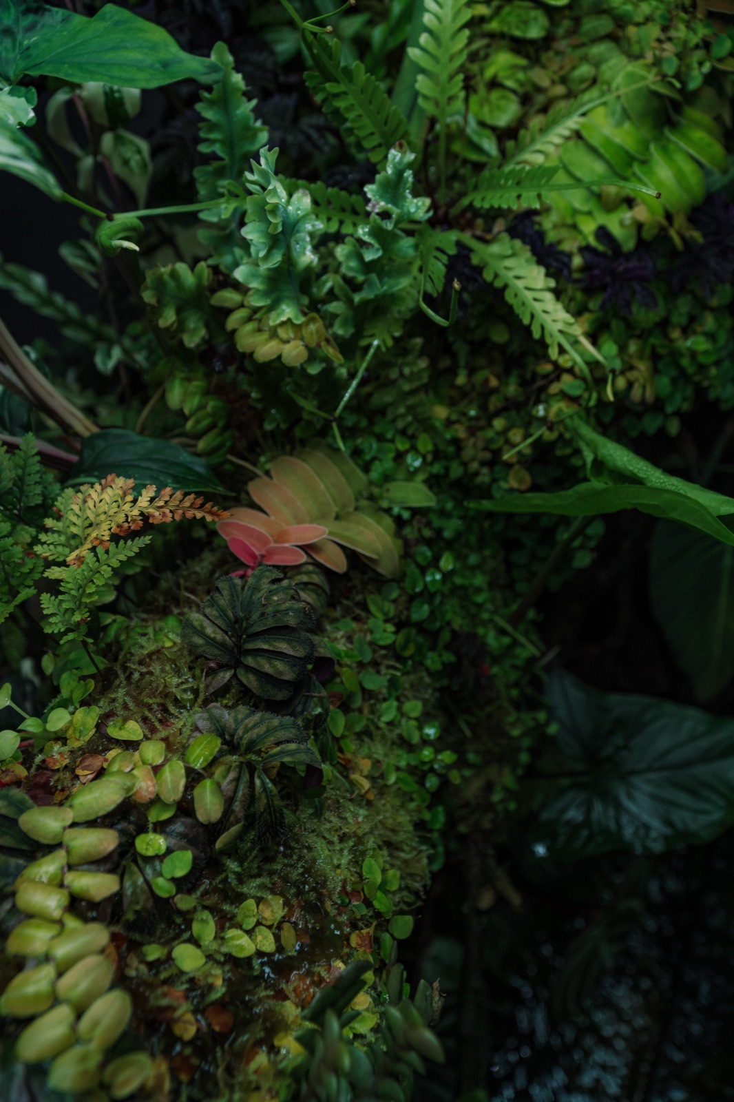 Rooted: detail