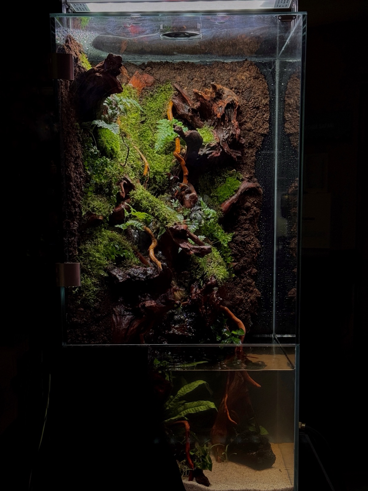 Vertical Jungle — Paludarium
