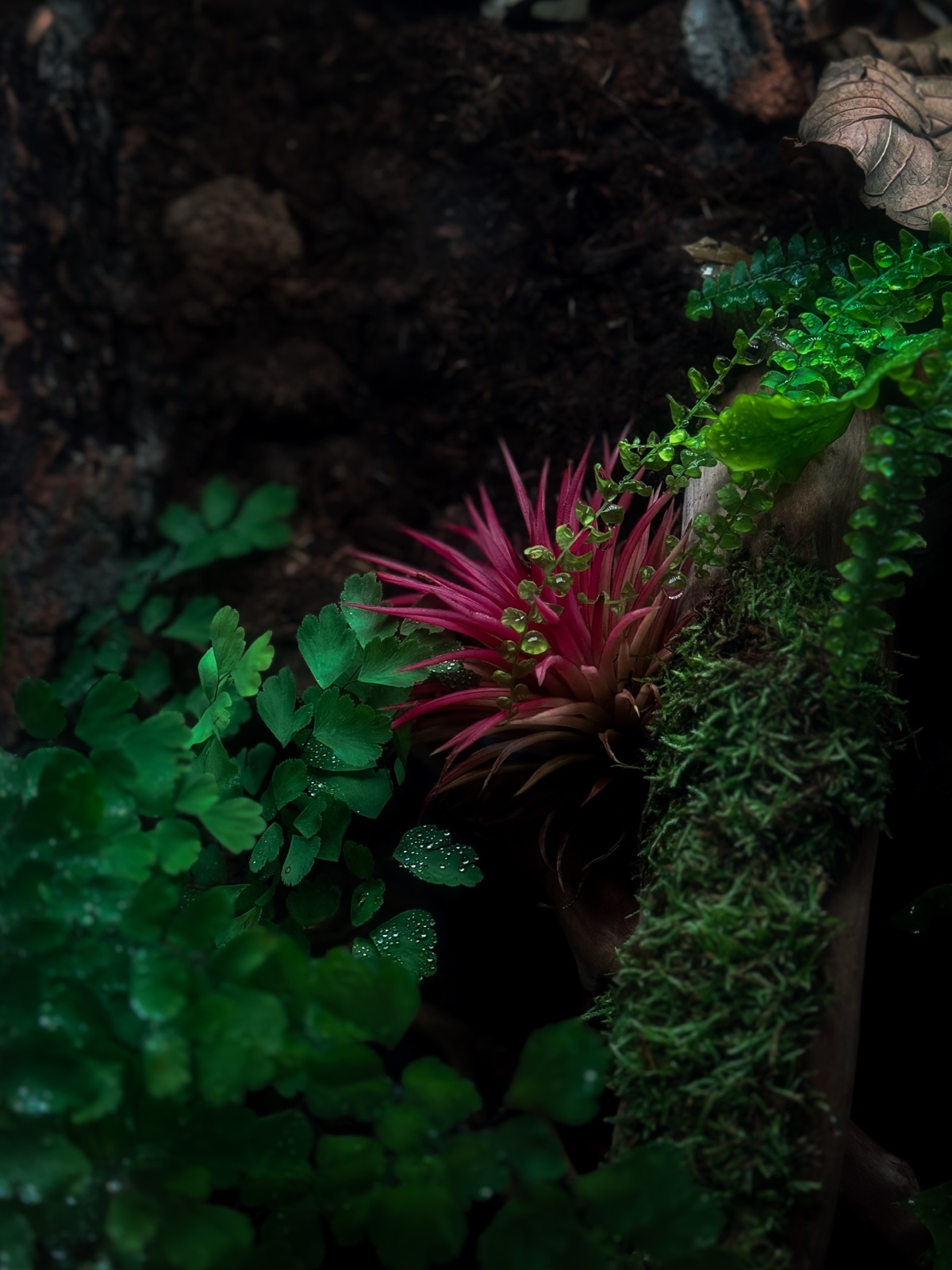Tangled Bank: detail
