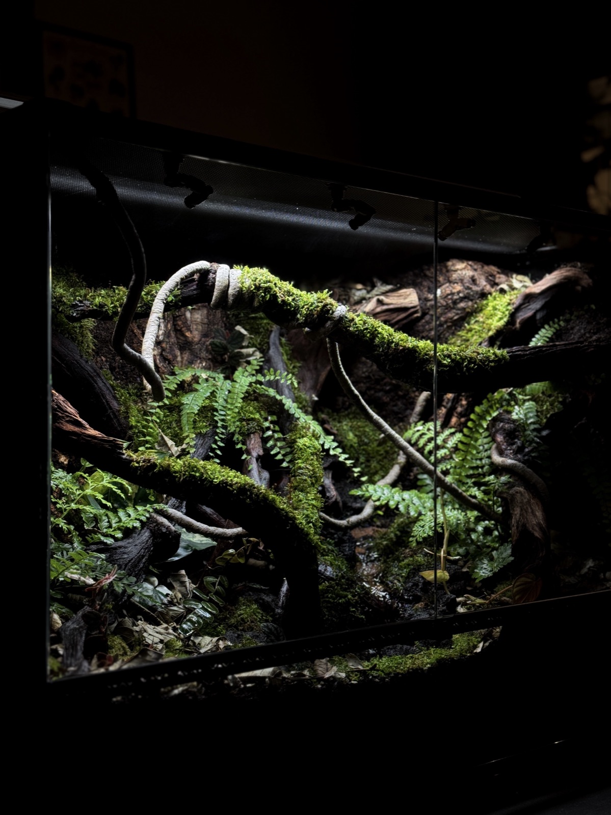 The Fallen Log vivarium
