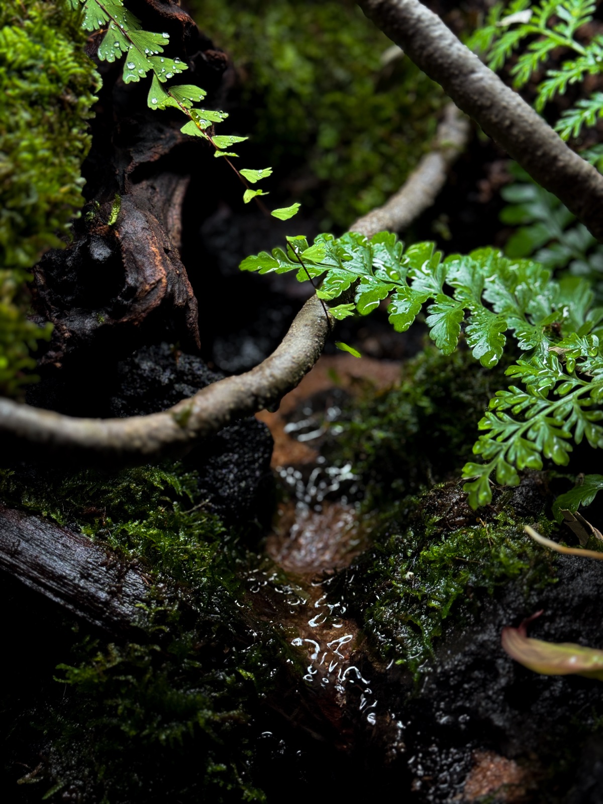 The Fallen Log: detail