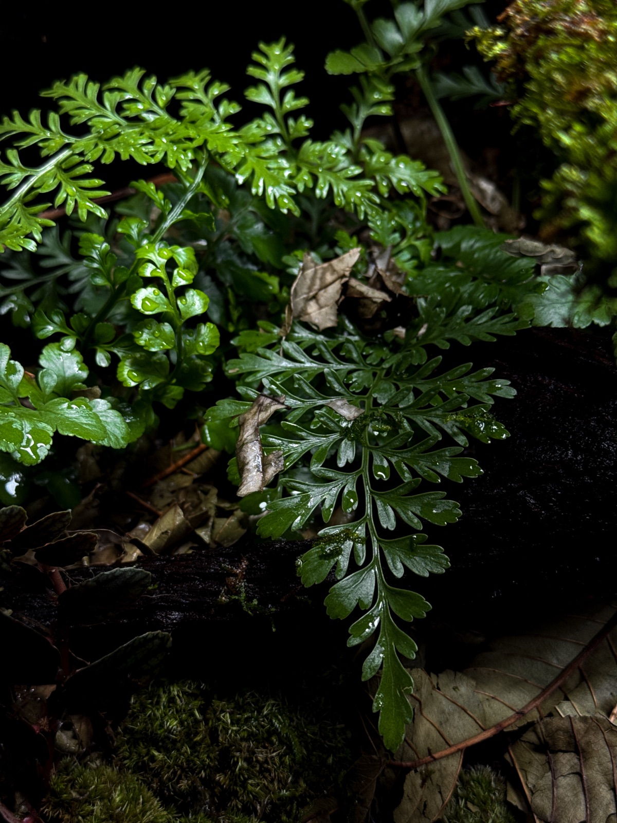 The Fallen Log: detail