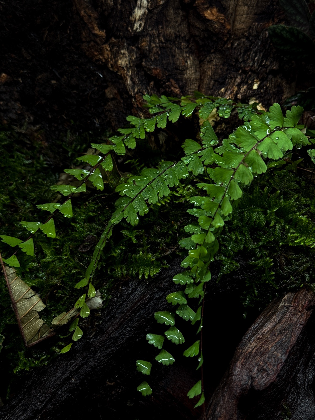 The Fallen Log: detail