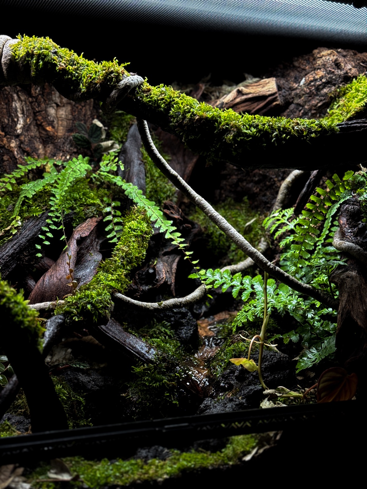 The Fallen Log: detail