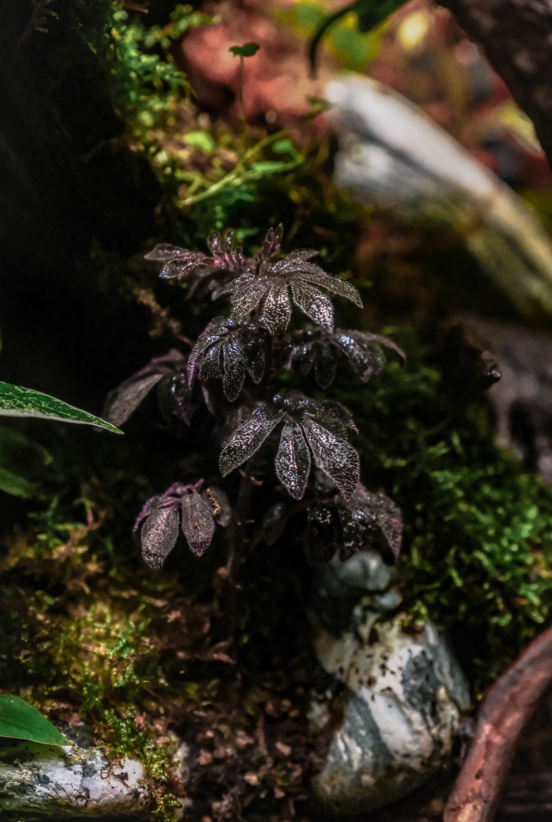 Ascend: detail