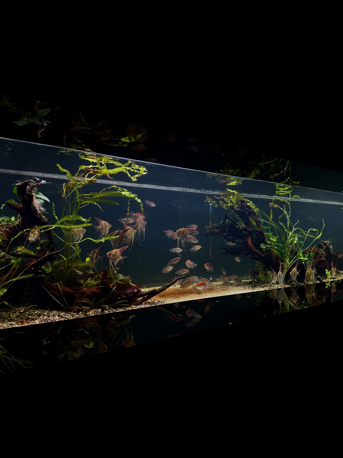 Drifting aquascape