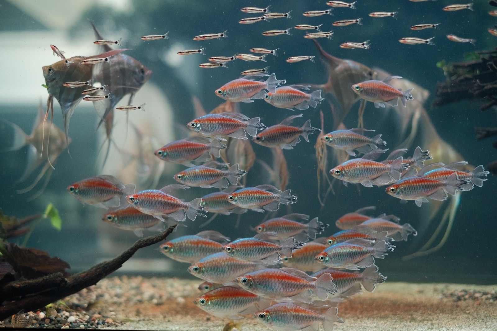 Drifting: congo tetras schooling