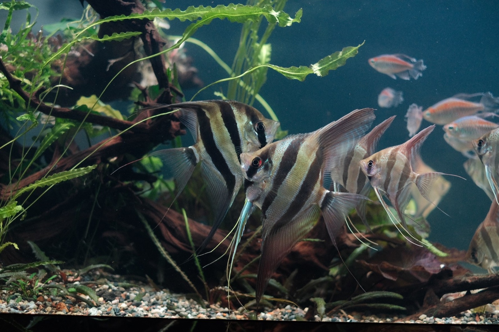 Drifting: altum angelfish