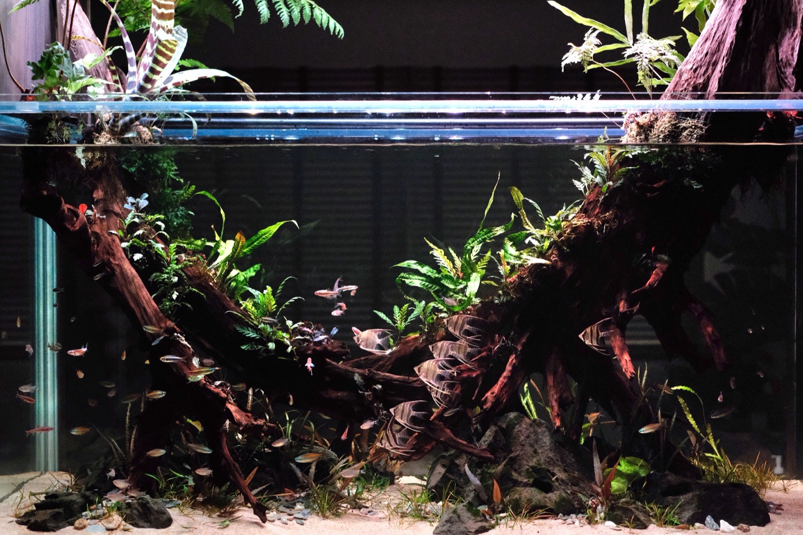 A CCS planted build