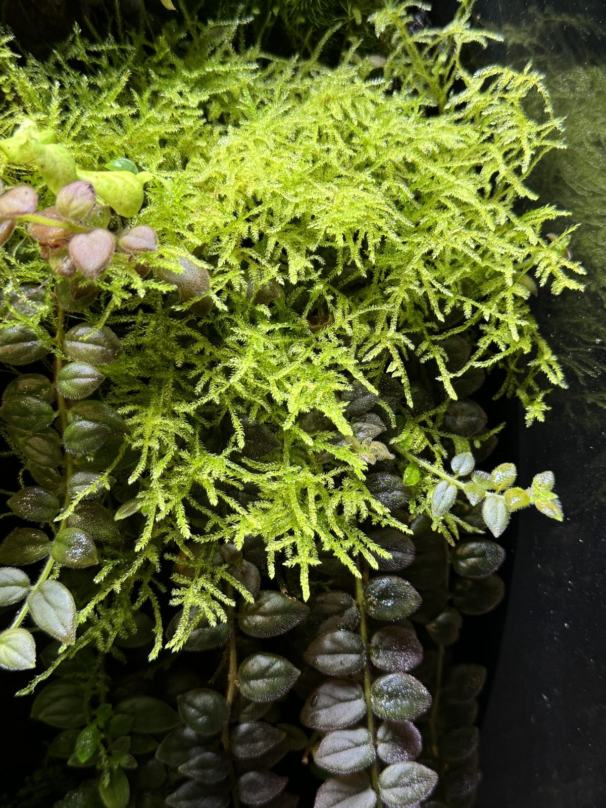Canopy: moss and planting detail