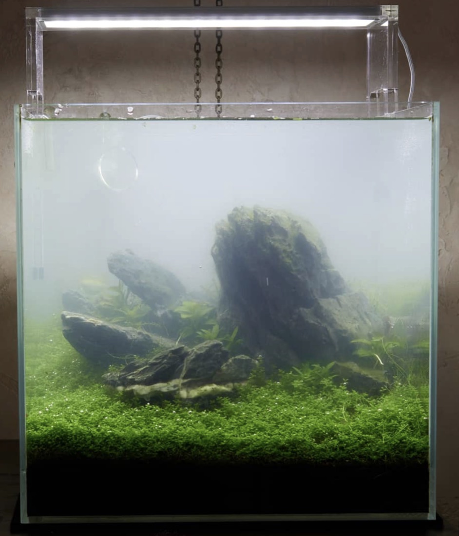 Cloudy water from a harmless bacterial bloom in a new shrimp tank