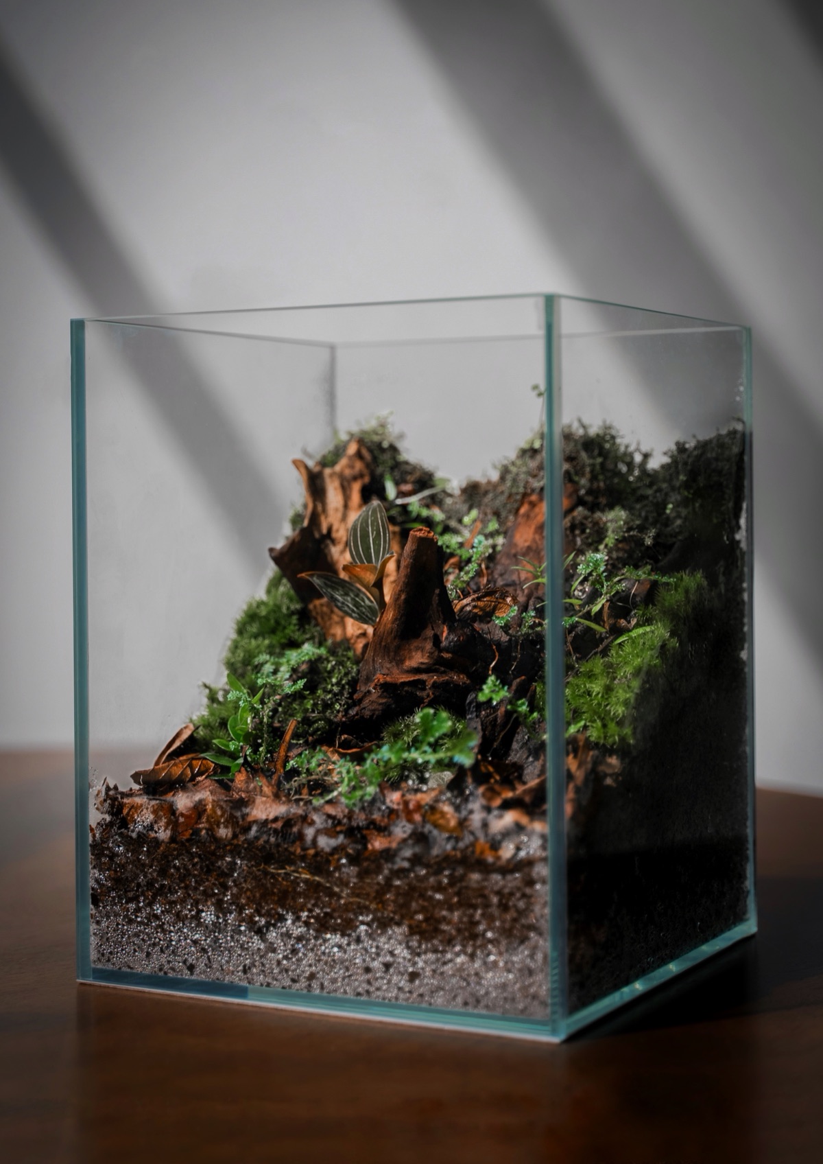 Forest Floor Signature terrarium