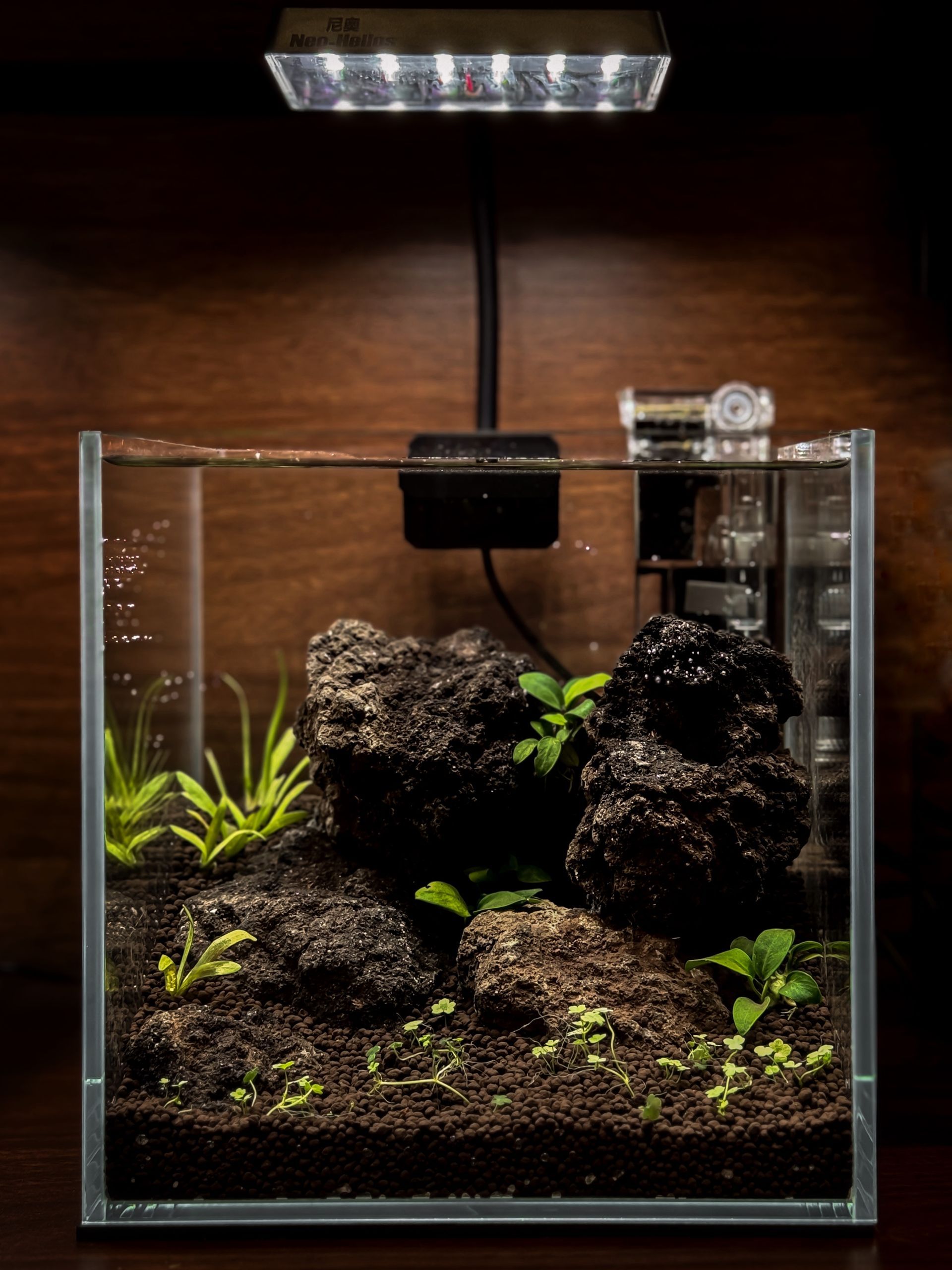 Shrimp Nano Aquascape