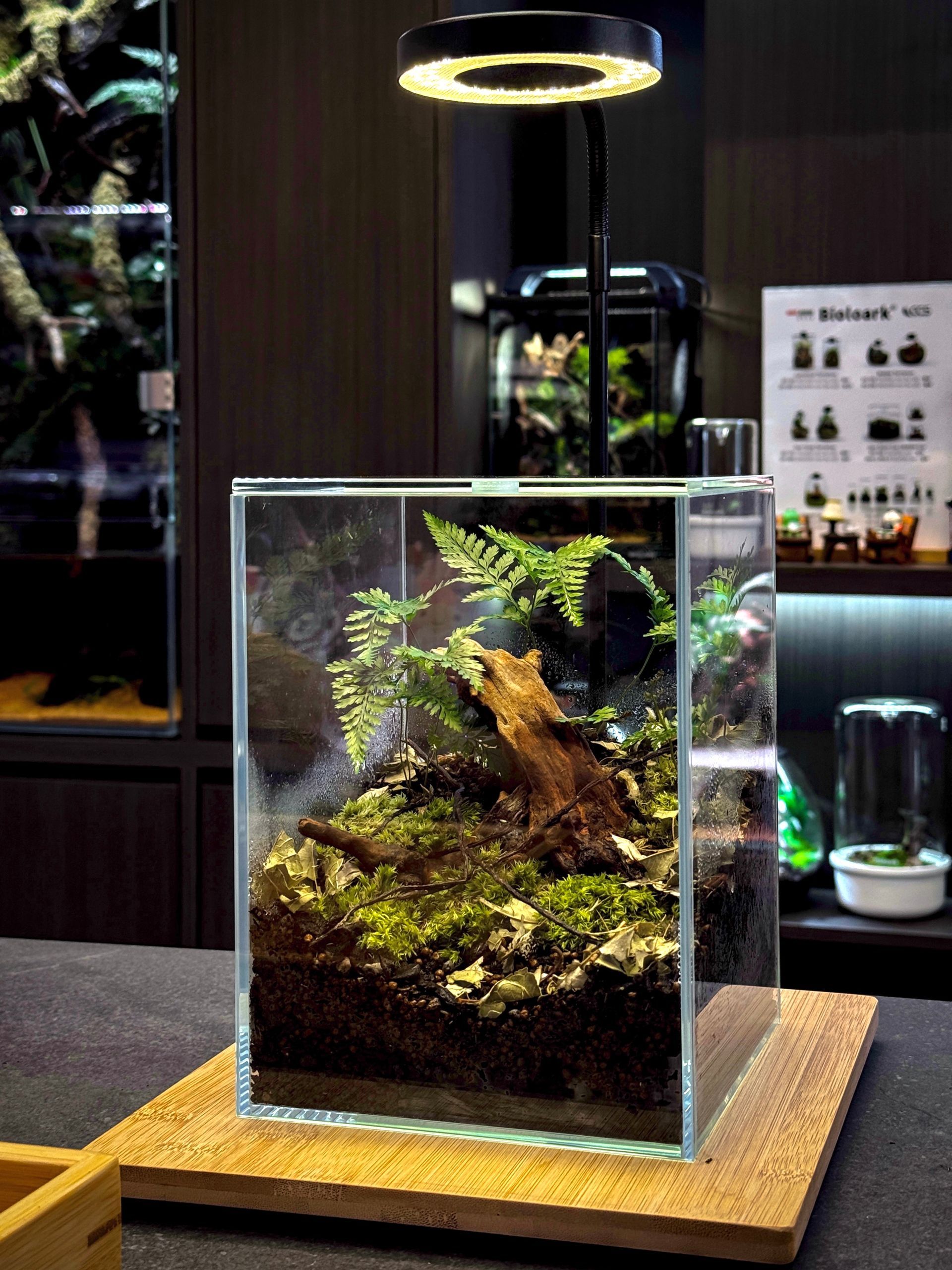 Standard Nature Terrarium Workshop