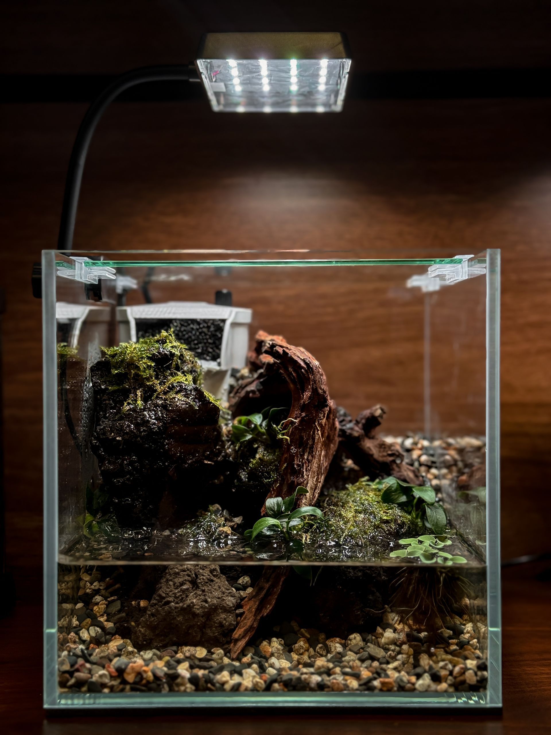 Crab Nano Paludarium